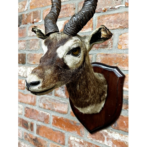 92 - Taxidermy - a mounted Black Buck with glass eyes upon wooden shield board