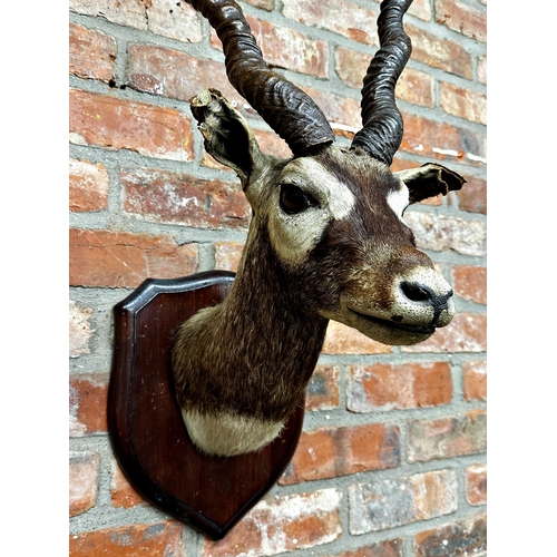 92 - Taxidermy - a mounted Black Buck with glass eyes upon wooden shield board