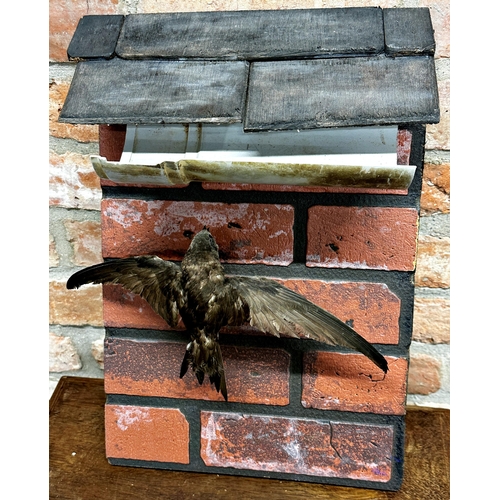 93 - Taxidermy - Swift coming into land, mounted to a composite red brick wall with drain pipe and roof t... 