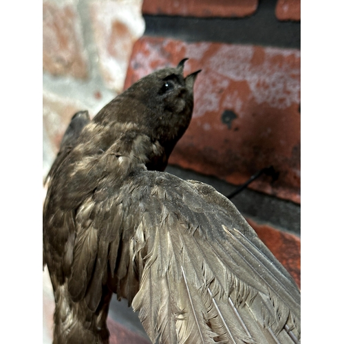 93 - Taxidermy - Swift coming into land, mounted to a composite red brick wall with drain pipe and roof t... 