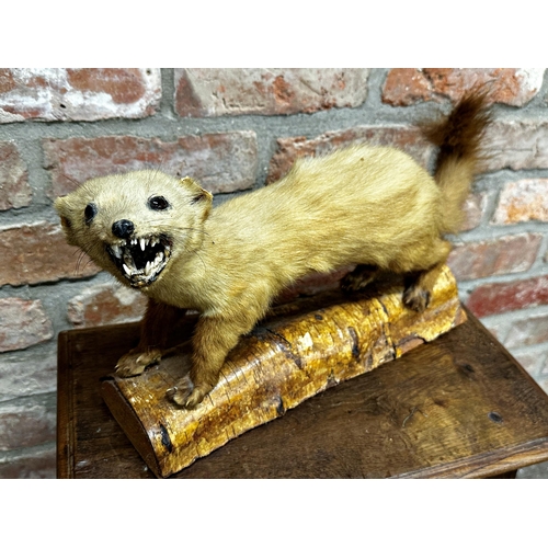 94 - Taxidermy - Pine Marten on a wooden stump, 26cm high x 49cm long