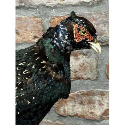 95 - Taxidermy - Green Pheasant, 67cm high x 50cm wide (including tail)