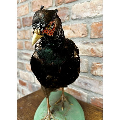 95 - Taxidermy - Green Pheasant, 67cm high x 50cm wide (including tail)