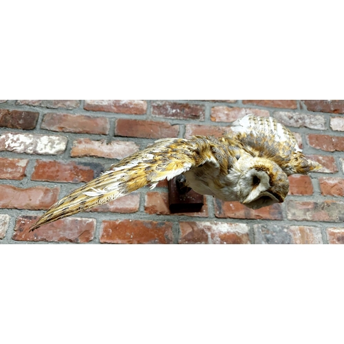 96 - Taxidermy - Barn Owl, perched on a branch, 47cm high x 70cm wide