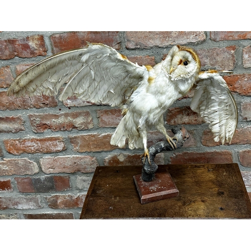 96 - Taxidermy - Barn Owl, perched on a branch, 47cm high x 70cm wide