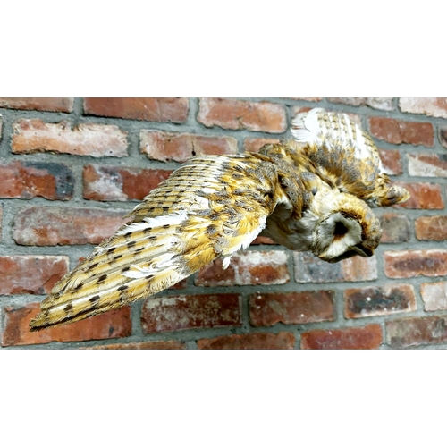 96 - Taxidermy - Barn Owl, perched on a branch, 47cm high x 70cm wide