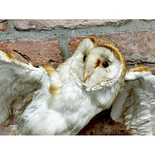 96 - Taxidermy - Barn Owl, perched on a branch, 47cm high x 70cm wide