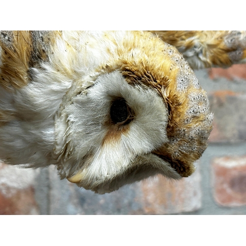 96 - Taxidermy - Barn Owl, perched on a branch, 47cm high x 70cm wide