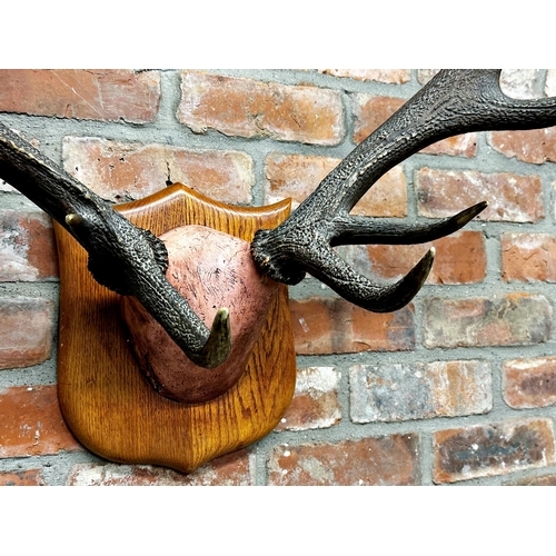 97 - Taxidermy - very large pair of stag trophy antlers, on oak shield, 107cm high x 80cm wide