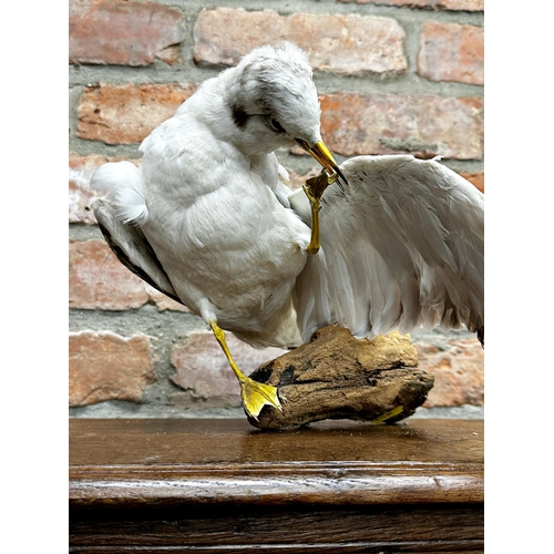 98 - Taxidermy - Common Gull, sat preening on a branch, 30cm high x 25cm wide