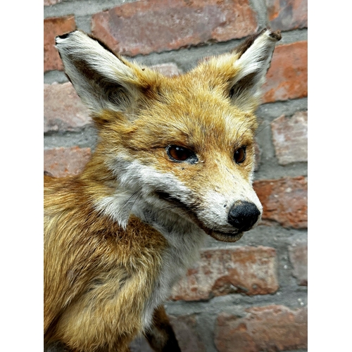 99 - Taxidermy - Seated fox, on oak plinth, 44cm high x 55cm long