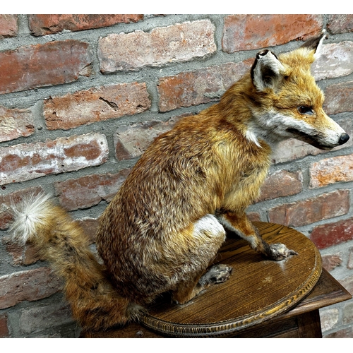 99 - Taxidermy - Seated fox, on oak plinth, 44cm high x 55cm long