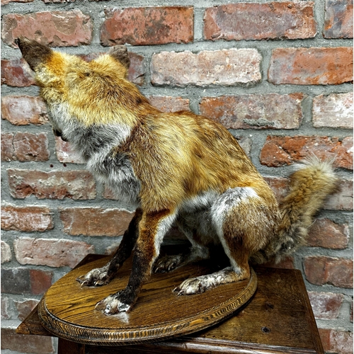 99 - Taxidermy - Seated fox, on oak plinth, 44cm high x 55cm long