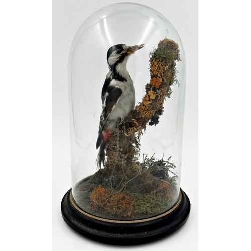 100 - Taxidermy - Great Spotted Woodpecker, perched on a mossy branch, 34cm high