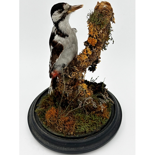 100 - Taxidermy - Great Spotted Woodpecker, perched on a mossy branch, 34cm high