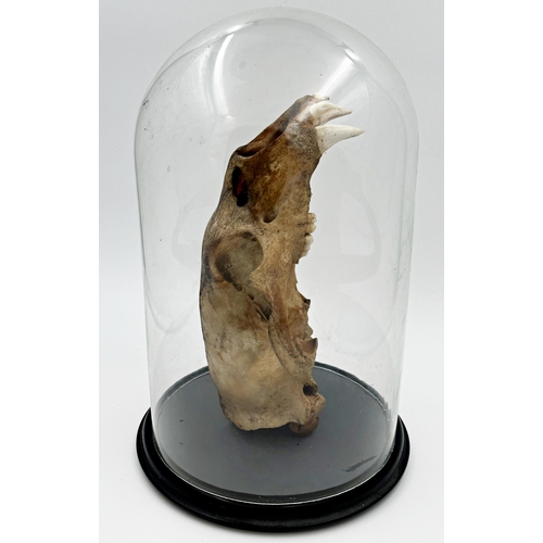 101 - Taxidermy - Antique bear skull, 32cm long, with glass dome and base 45cm high