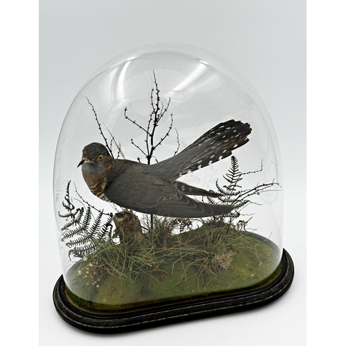 102 - Taxidermy - Common Cuckoo, perched on a mossy branch in a naturalistic setting, under an oval glass ... 