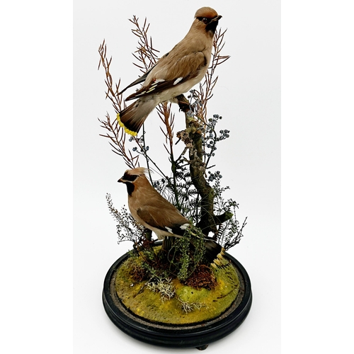 103 - Taxidermy - Pair of Waxwings, on branches amidst foliage, under a glass dome, 51cm high (glass af)