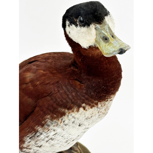 104 - Taxidermy - Ruddy Duck perched on driftwood, 31cm high