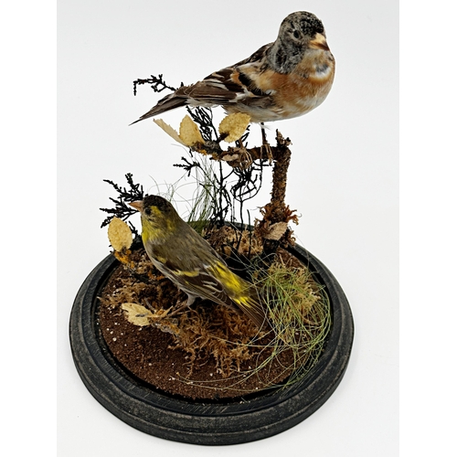 105 - Taxidermy - Brambling and Siskin, on mossy branches, under a glass dome, 30cm high