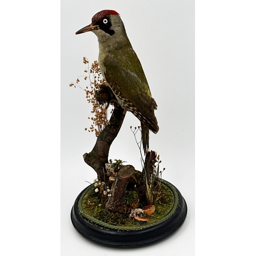 106 - Taxidermy - European Green Woodpecker, perched on a branch amidst foliage, under a glass dome, 44cm ... 