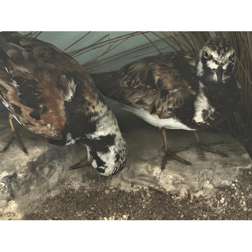 107 - Taxidermy - Cased pair of Turnstones, perched on rocks in a naturalistic setting, ebonised case, 34 ... 