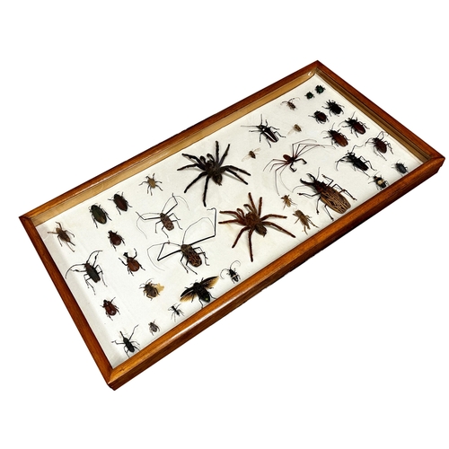 115 - Taxidermy - Impressive Edwardian specimen display of spiders, bugs and beetles, to include Huntsman ... 