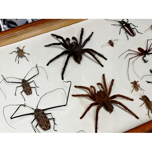 115 - Taxidermy - Impressive Edwardian specimen display of spiders, bugs and beetles, to include Huntsman ... 