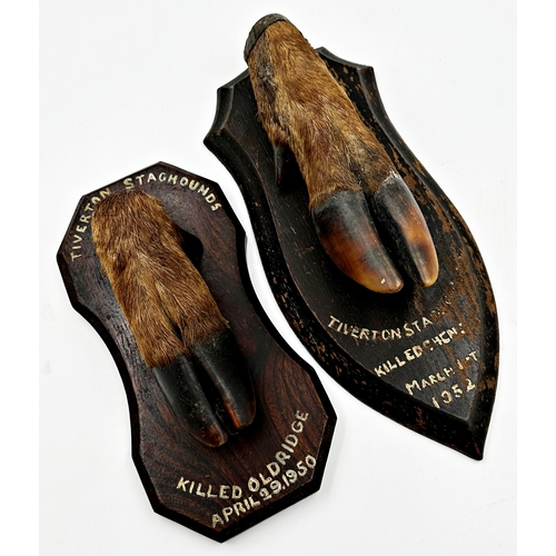 117 - Taxidermy - two stags feet mounted on oak plaques, with inscriptions 'Tiverton Staghounds, Killed Ol... 