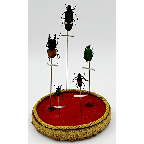 119 - Taxidermy - Five beetles raised on graduated sticks, under a glass dome, 34cm high