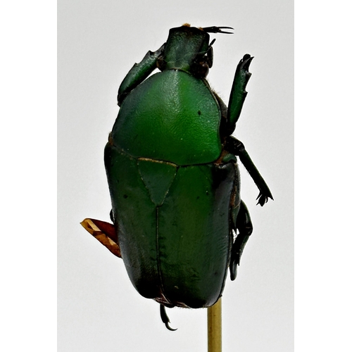 119 - Taxidermy - Five beetles raised on graduated sticks, under a glass dome, 34cm high