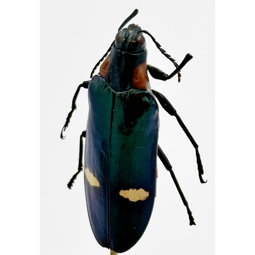 119 - Taxidermy - Five beetles raised on graduated sticks, under a glass dome, 34cm high