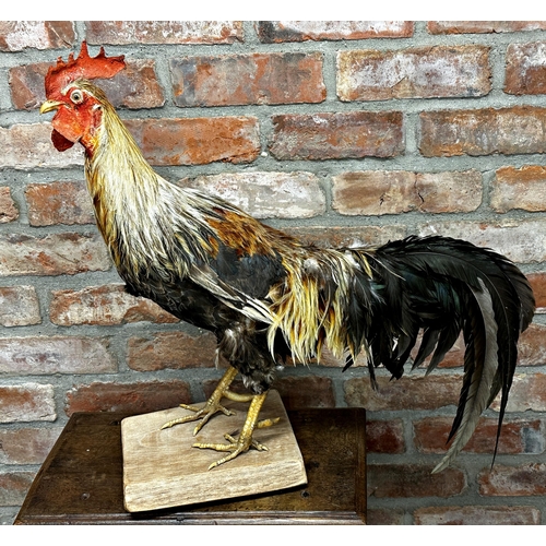 120 - Taxidermy - French Cockerel, possibly a fighting cock, with tail feathers and spurs, on wooden plint... 