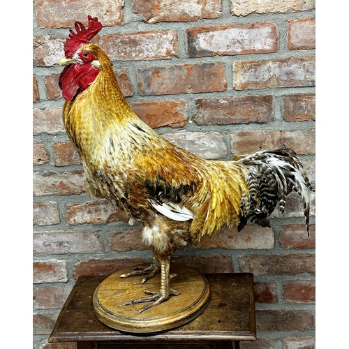 121 - Taxidermy - Cockerel, probably a Buff Sussex, with tail feathers and spurs, on oak plinth, 68cm high... 