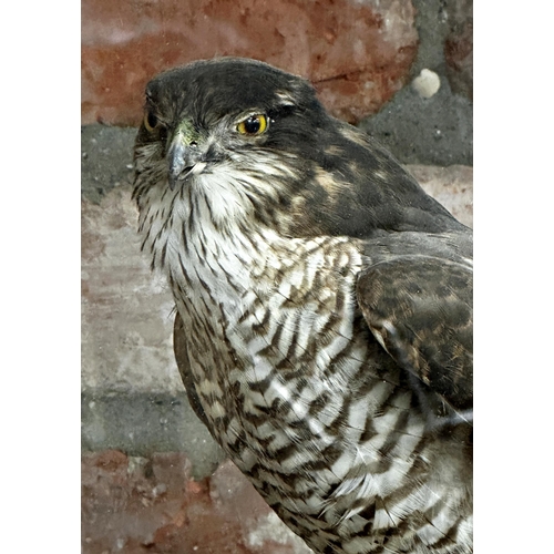 122 - Taxidermy - Sparrow hawk, in a four sided glass case with turned columns, naturistic setting perched... 