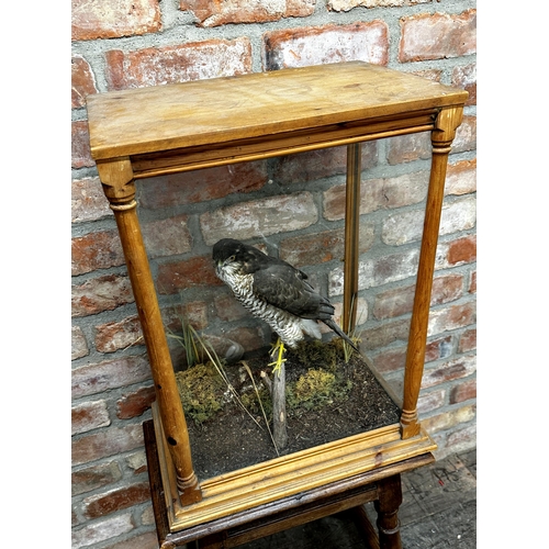 122 - Taxidermy - Sparrow hawk, in a four sided glass case with turned columns, naturistic setting perched... 