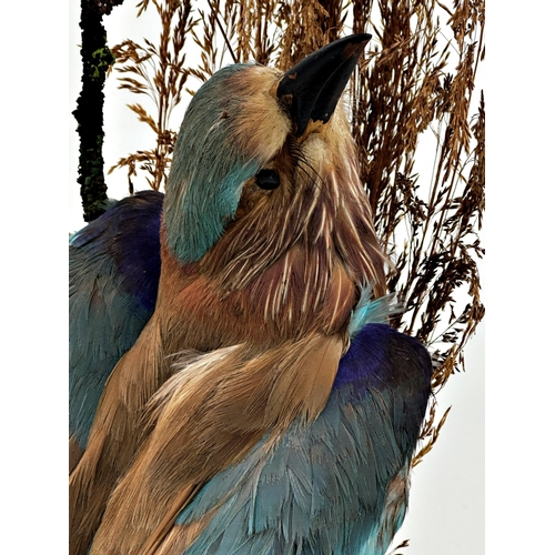 123 - Taxidermy - Indian Roller Bird, on mossy branch under a glass dome, 46cm high