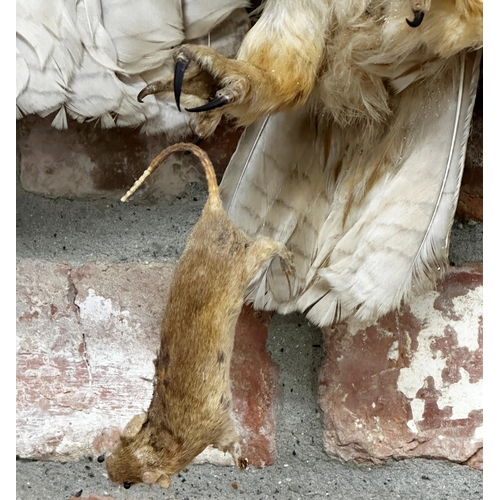 126 - Taxidermy - Little Owl catching a Mouse, with hanging wire, 30 x 62cm