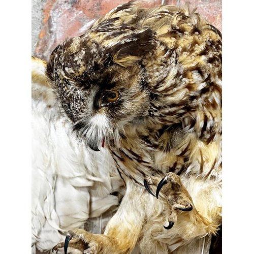 126 - Taxidermy - Little Owl catching a Mouse, with hanging wire, 30 x 62cm