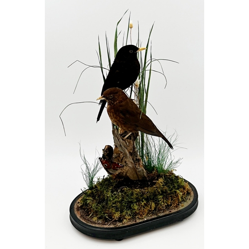 108 - Taxidermy - Pair of Blackbirds with butterfly, perched on a mossy log, in a naturalistic setting, un... 