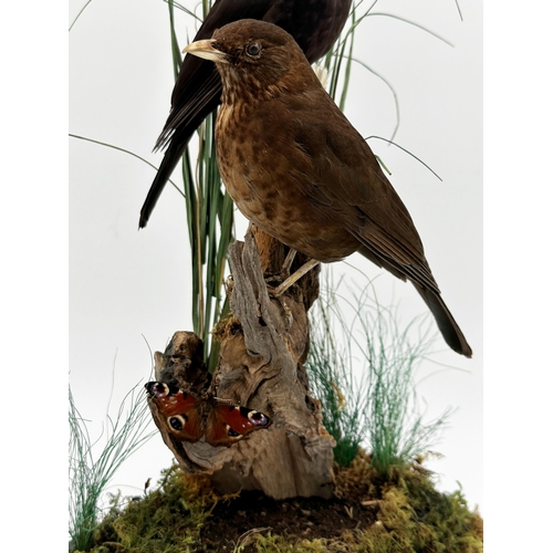 108 - Taxidermy - Pair of Blackbirds with butterfly, perched on a mossy log, in a naturalistic setting, un... 