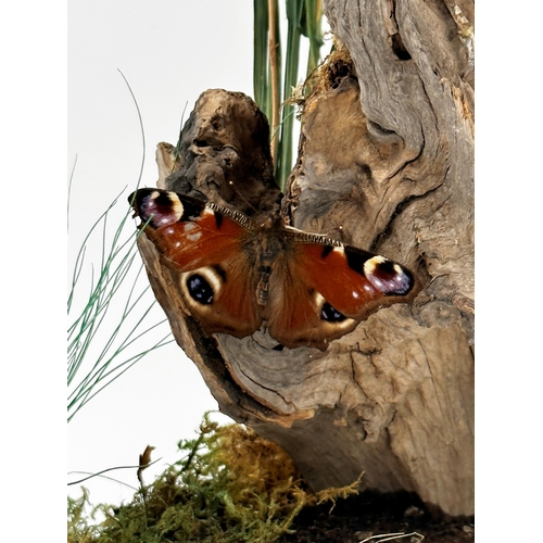 108 - Taxidermy - Pair of Blackbirds with butterfly, perched on a mossy log, in a naturalistic setting, un... 