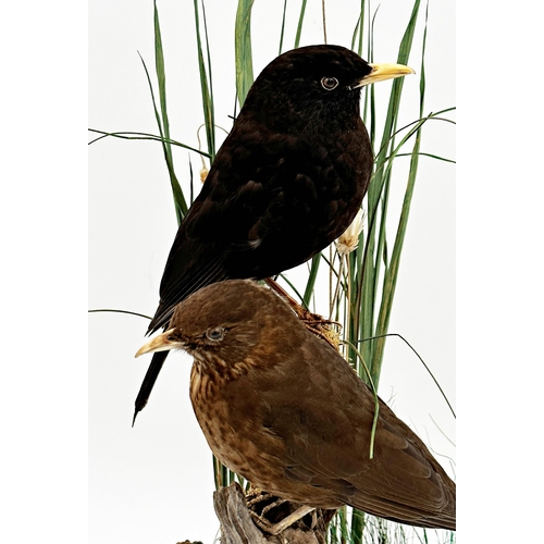 108 - Taxidermy - Pair of Blackbirds with butterfly, perched on a mossy log, in a naturalistic setting, un... 