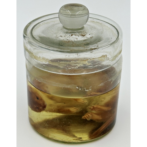 127 - Taxidermy - Weasel in a glass jar with formaldehyde, 14cm high