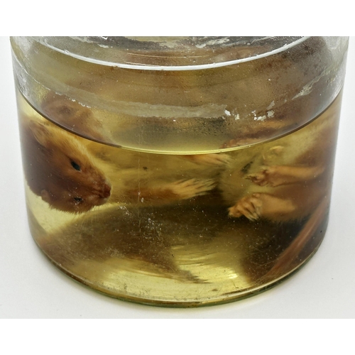 127 - Taxidermy - Weasel in a glass jar with formaldehyde, 14cm high