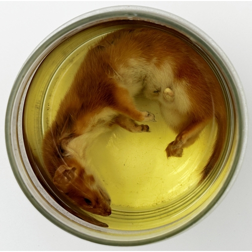 127 - Taxidermy - Weasel in a glass jar with formaldehyde, 14cm high