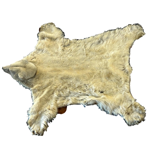 149 - Taxidermy - Massive Polar Bear Skin (Ursus maritimus) a large adult skin rug with head mount, mouth ... 