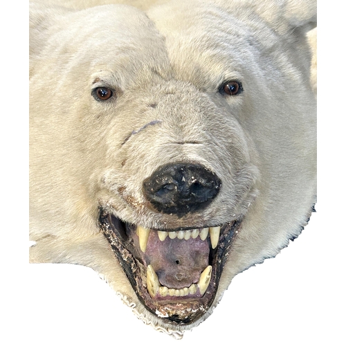 149 - Taxidermy - Massive Polar Bear Skin (Ursus maritimus) a large adult skin rug with head mount, mouth ... 