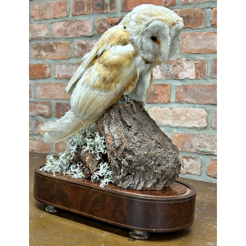 150 - Taxidermy - Barn Owl, early 20th century, perched on a mossy log under a glass dome on a flame mahog... 