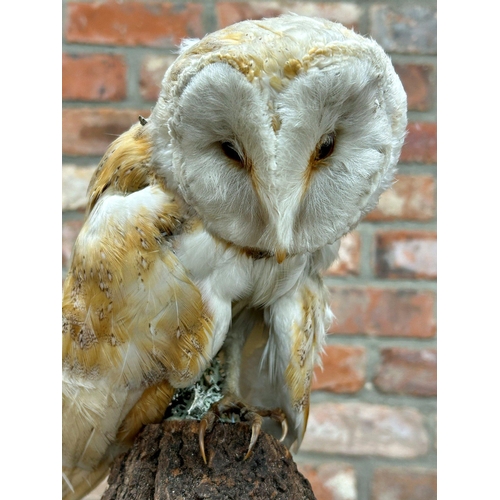 150 - Taxidermy - Barn Owl, early 20th century, perched on a mossy log under a glass dome on a flame mahog... 